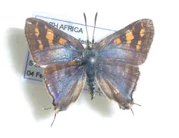 Cigaritis ella