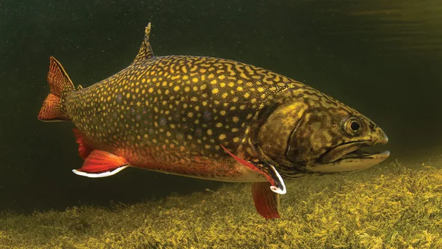 Brook trout