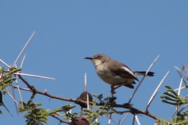 Maasai apalis