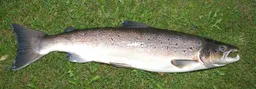 Salmón atlántico