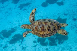 Tortuga verde