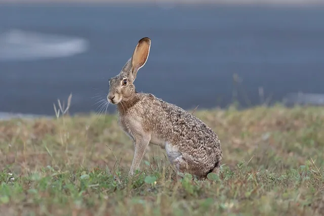 Black-tailed jackrabbit
