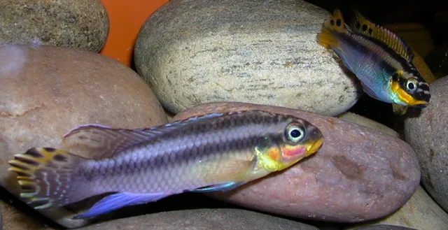 Pelvicachromis taeniatus
