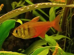 Tetra de fuego