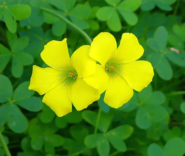 Oxalis pes-caprae