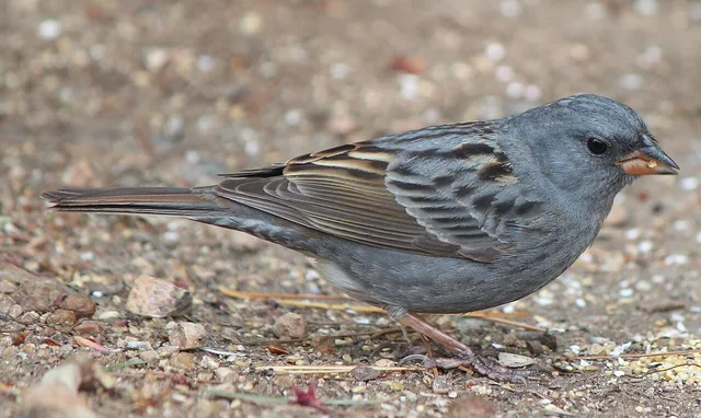 Grey bunting