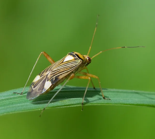 Miridae