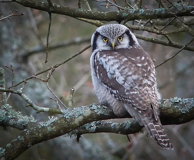 Northern hawk-owl