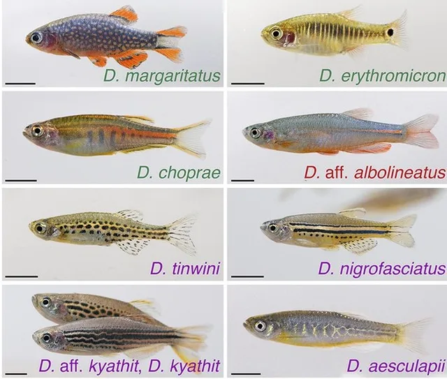 Danio