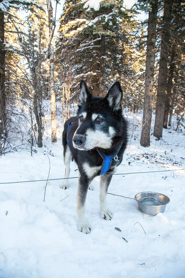 Alaskan husky