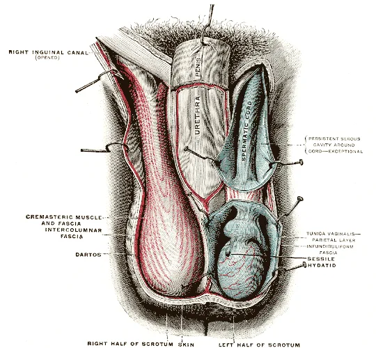 Cremaster muscle
