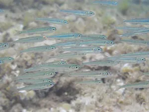 Atherinomorpha