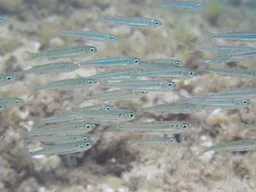 Atherinomorpha