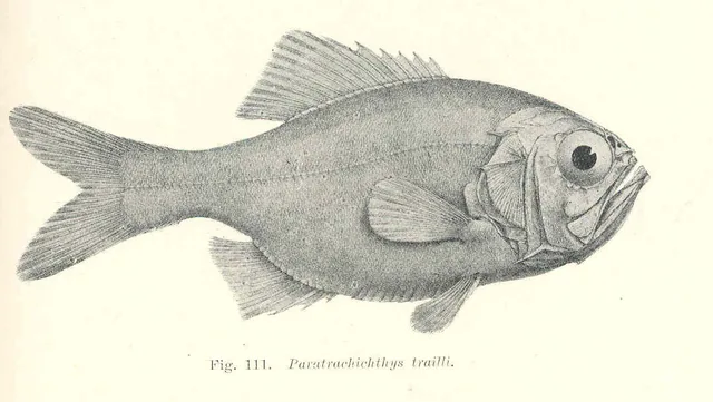 Paratrachichthys trailli