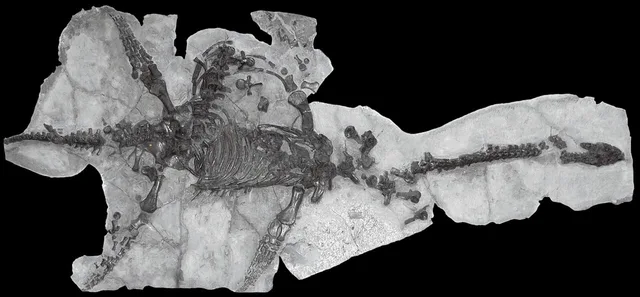Plesiosaurus