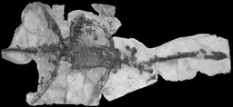 Plesiosaurus