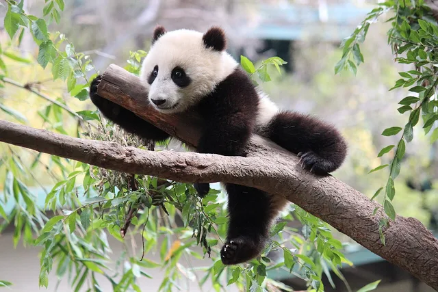 Xiao Liwu