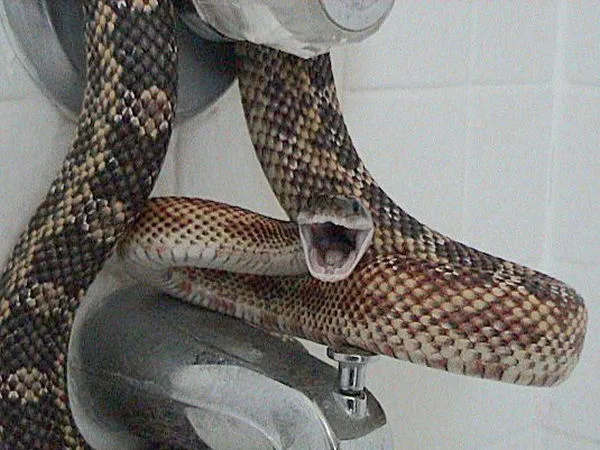 Texas rat snake