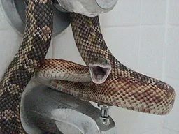 Elaphe obsoleta lindheimeri