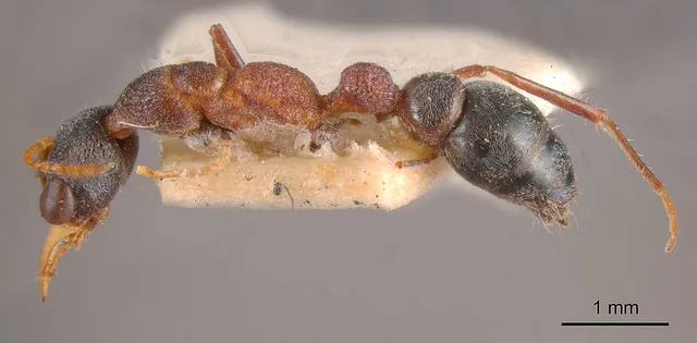 Myrmecia exigua
