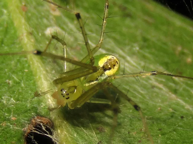 Laetesia raveni