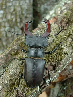European stag beetle