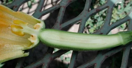 Fruit