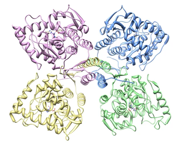 Tyrosine hydroxylase