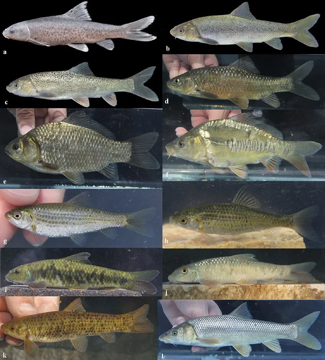Cyprinidae