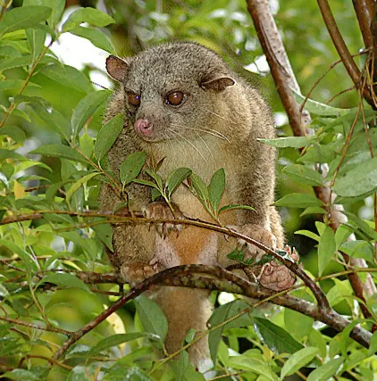 Northern olingo