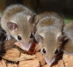 Ratón de Matthey