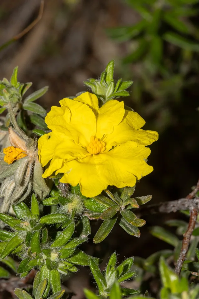 Hibbertia crinita