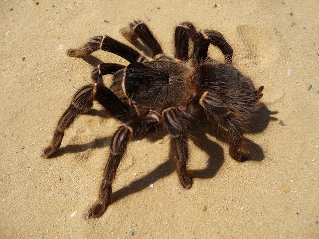Tarántula brasileña devoradora de aves rosa salmón