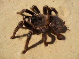 Tarántula brasileña devoradora de aves rosa salmón