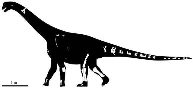 Ceratocaudia