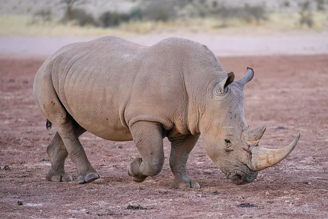 Rhinocéros blanc