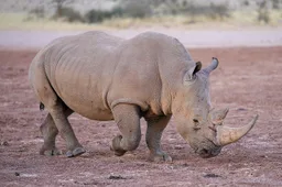 White rhinoceros