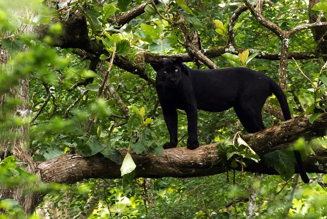 Pantera negra