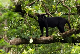 Pantera negra