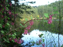 Little Cranberry Lake