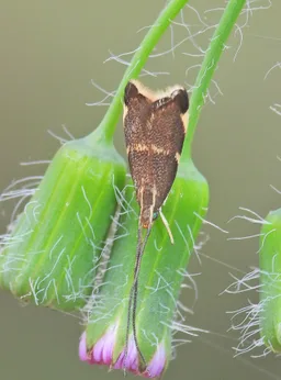 Crocanthes diula