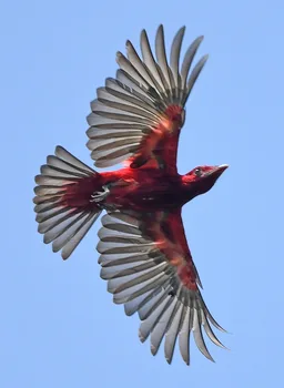 Crimson fruitcrow