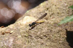 Chlorocypha schmidti