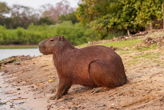 Capybara