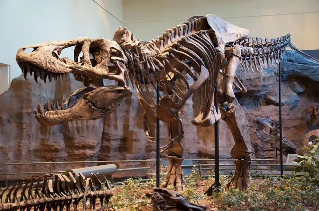 Tyrannosaurus