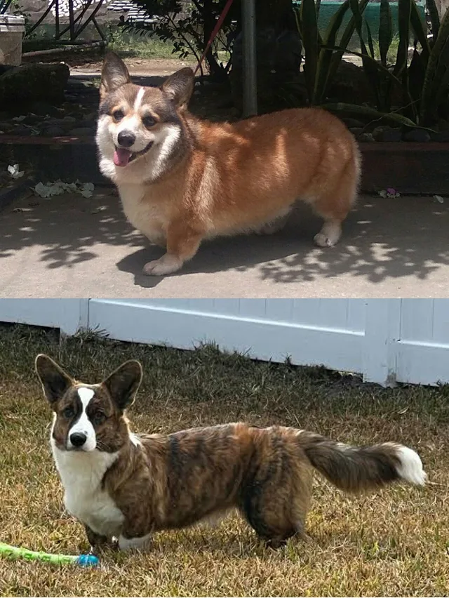 Corgi gallois