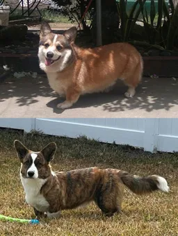 Corgi galés