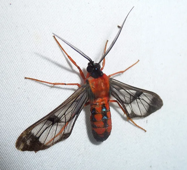 Cosmosoma auge
