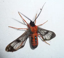 Cosmosoma auge