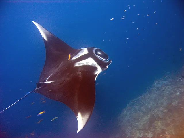 Manta birostris